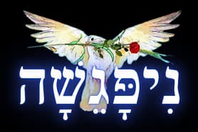ניפגשה